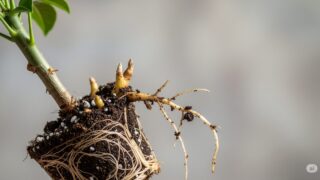 パキラの根っこが短いのは成長不良の証