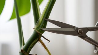 モンステラ株分けは切る位置が肝心