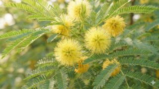 エバーフレッシュの繊細な葉の間で咲き誇る、花言葉「歓喜」を象徴する黄色いふわふわとした花々のクローズアップ写真。