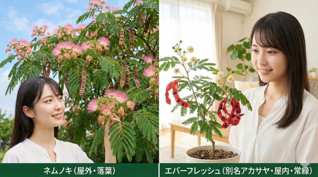 ネムノキとエバーフレッシュ エバーフレッシュは別名アカサヤ