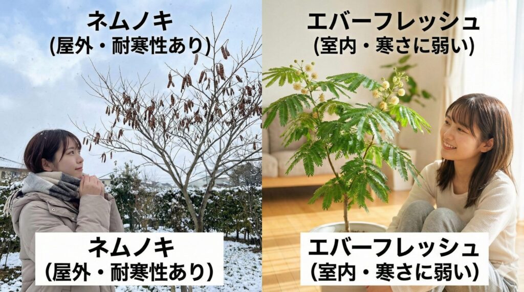 ネムノキとエバーフレッシュ 耐寒性で決まる屋外と室内の適性