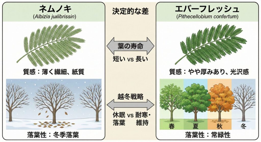 ネムノキとエバーフレッシュ 葉の質感と落葉性の決定的な差