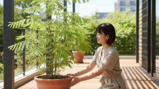 ベランダでエバーフレッシュの鉢植えの向きを調整している日本人女性。