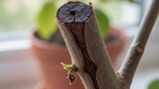 剪定後、切り口から茶色く枯れ込みが進行しているエバーフレッシュの枝。