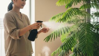 室内でエバーフレッシュに葉水を与える日本人女性と、そばにある加湿器