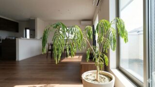 昼間の明るいリビングルームで、窓から光が差し込んでいるにもかかわらず、水切れのストレスにより葉を閉じて垂れ下がっているエバーフレッシュの様子。