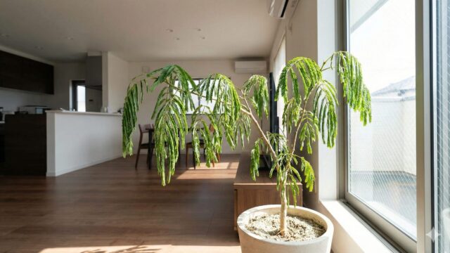 昼間の明るいリビングルームで、窓から光が差し込んでいるにもかかわらず、水切れのストレスにより葉を閉じて垂れ下がっているエバーフレッシュの様子。