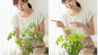 水やり前後で葉が開閉するエバーフレッシュの比較。水やり前は葉が閉じ、水やり後は葉が開いている。