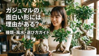 ガジュマルの面白い形には名前がある？種類や風水と選び方を徹底解説！