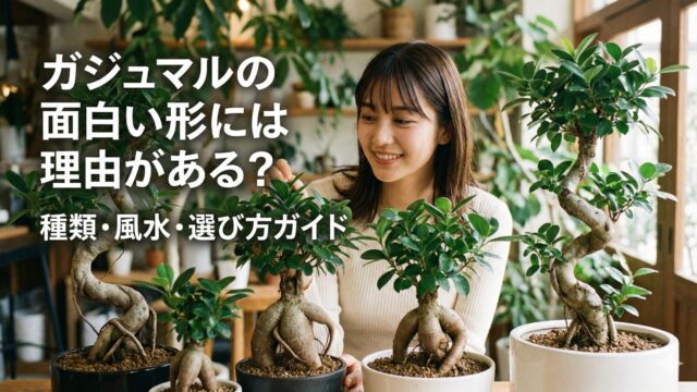 ガジュマルの面白い形には名前がある？種類や風水と選び方を徹底解説！