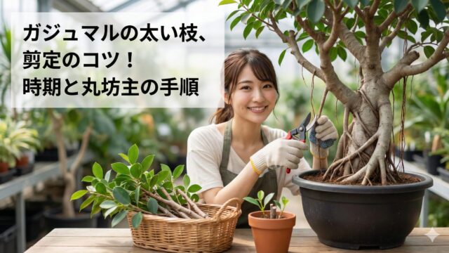 ガジュマル剪定で太い枝はどこを切る？最適な時期と枯らさない管理の技