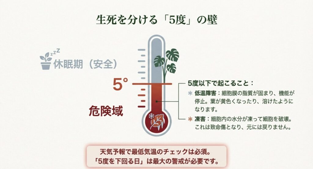 5度を境界線として安全圏（休眠期）と危険域（低温障害・凍害）を示す温度計のインフォグラフィック