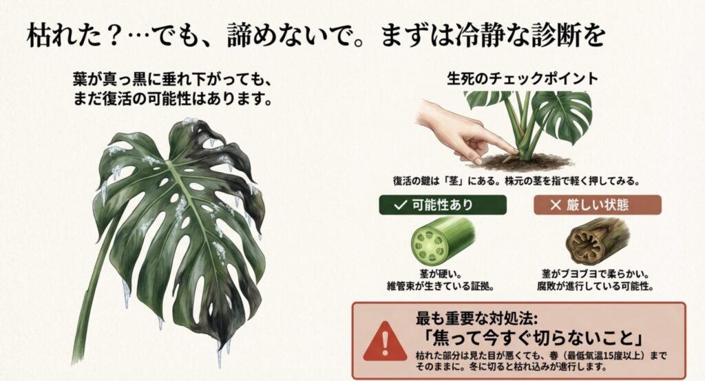 枯れた葉の様子と、株元の茎を押して硬さを確認する診断ポイントの図解