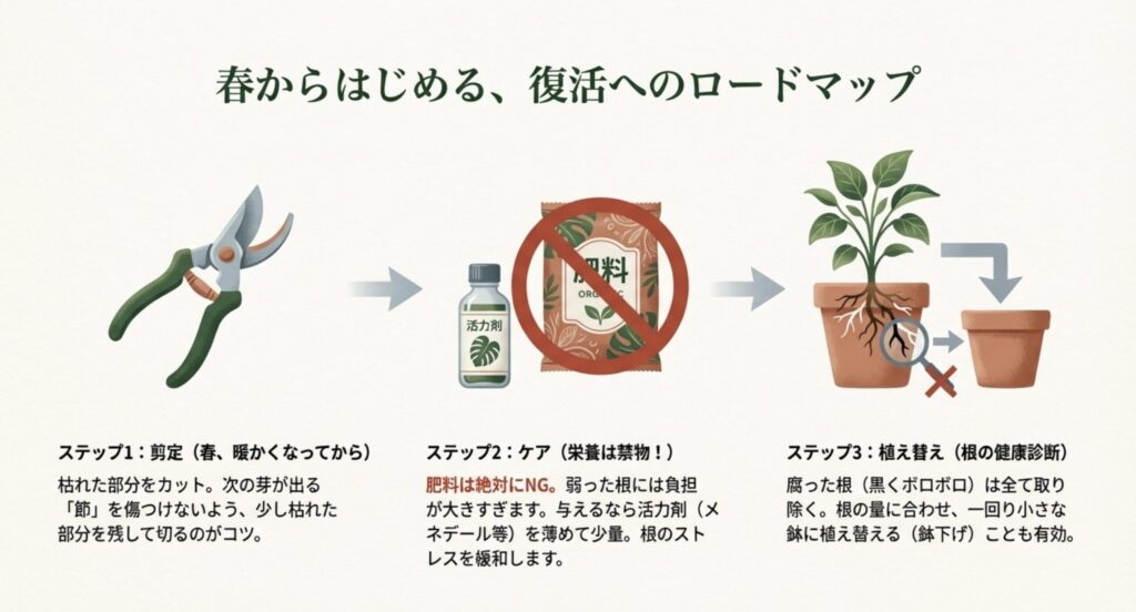 春の剪定、活力剤の使用、根の状態に合わせた植え替え（鉢下げ）の手順