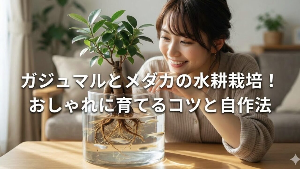 ガジュマルの水耕栽培でメダカを飼う方法！根腐れ対策と100均活用術