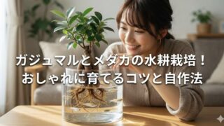 ガジュマルの水耕栽培でメダカを飼う方法！根腐れ対策と100均活用術