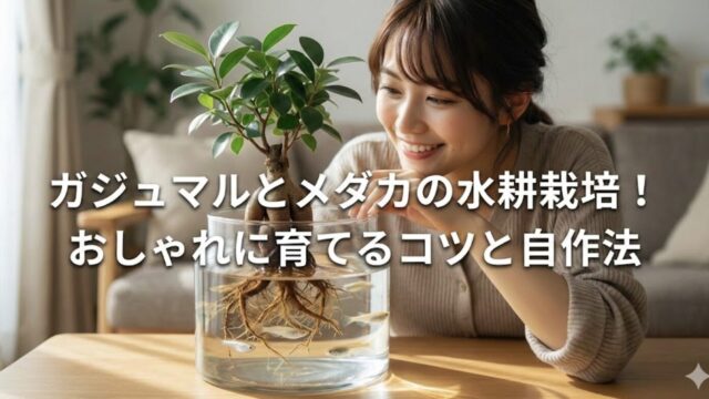 ガジュマルの水耕栽培でメダカを飼う方法！根腐れ対策と100均活用術