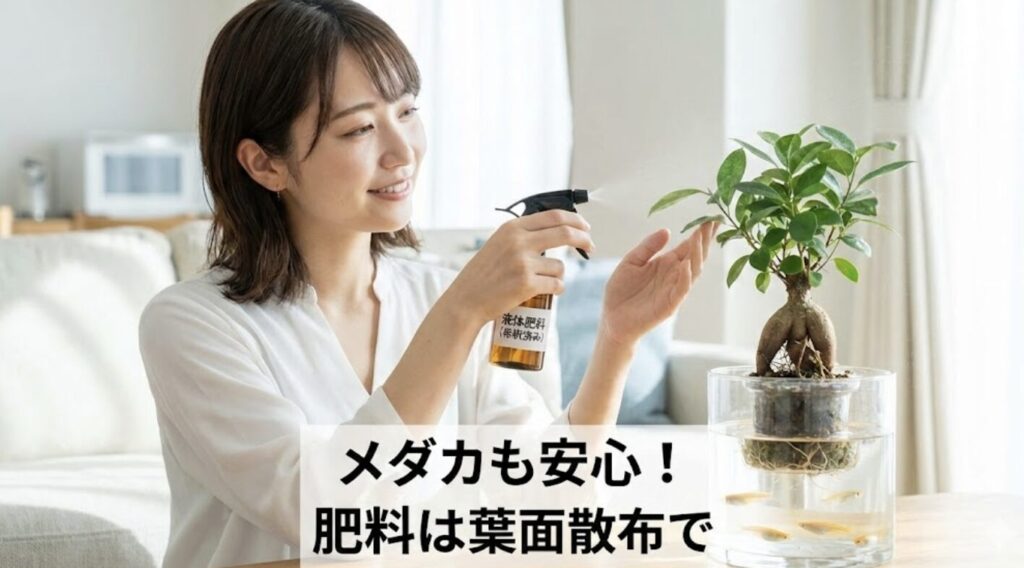 メダカの成長を助ける肥料の与え方と葉面散布