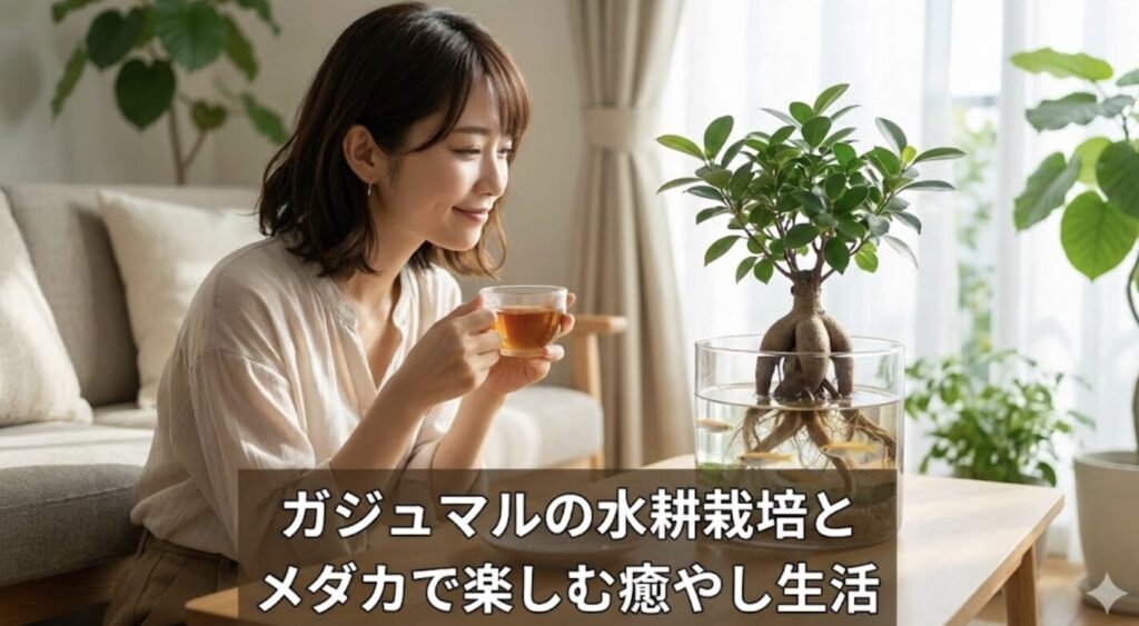 ガジュマルの水耕栽培とメダカで楽しむ癒やし生活
