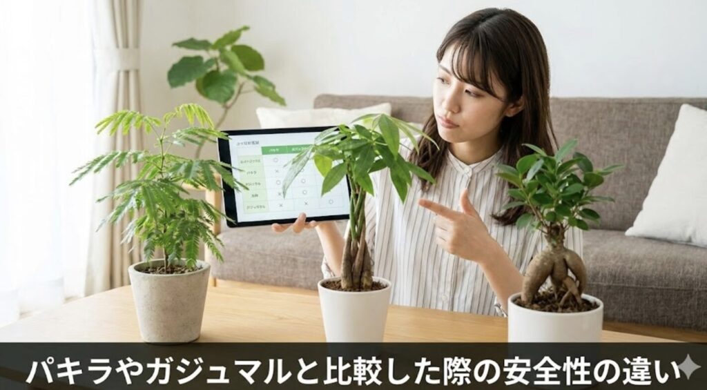 パキラやガジュマルと比較した際の安全性の違い
