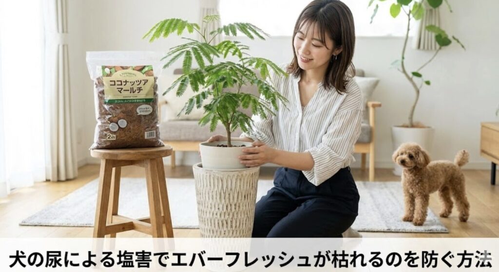 犬の尿による塩害でエバーフレッシュが枯れるのを防ぐ方法