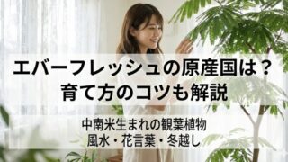 エバーフレッシュはどこの国の植物？ルーツから学ぶ育て方と風水効果とは