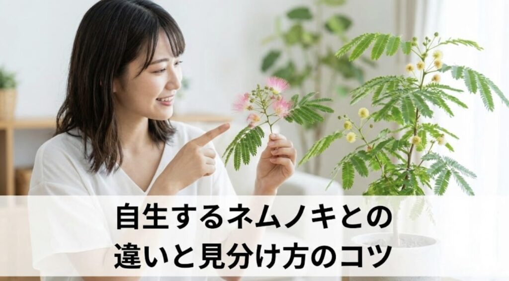 自生するネムノキとの違いと見分け方のコツ