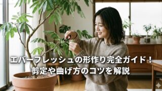 エバーフレッシュの形作りを極める！剪定時期や幹を太くする方法を伝授