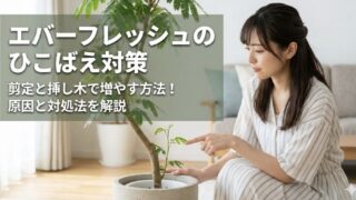 エバーフレッシュのひこばえはどうする？適切な剪定時期と増やし方を紹介