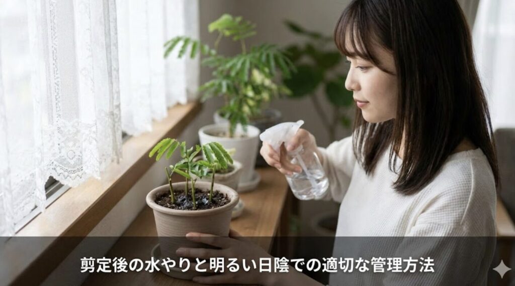 剪定後の水やりと明るい日陰での適切な管理方法