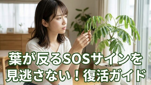 エバーフレッシュの葉が反る時の対処法！冬の管理や植え替えコツを解説