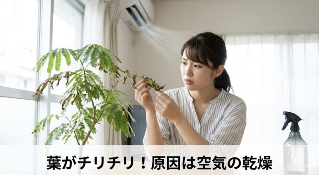 葉がチリチリや茶色になる原因は空気の乾燥