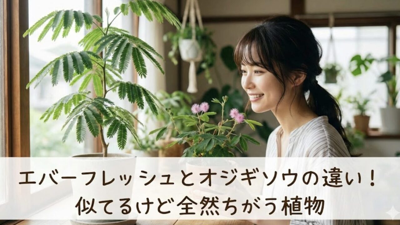 エバーフレッシュとオジギソウの違いを解説！失敗しない育て方と購入場所