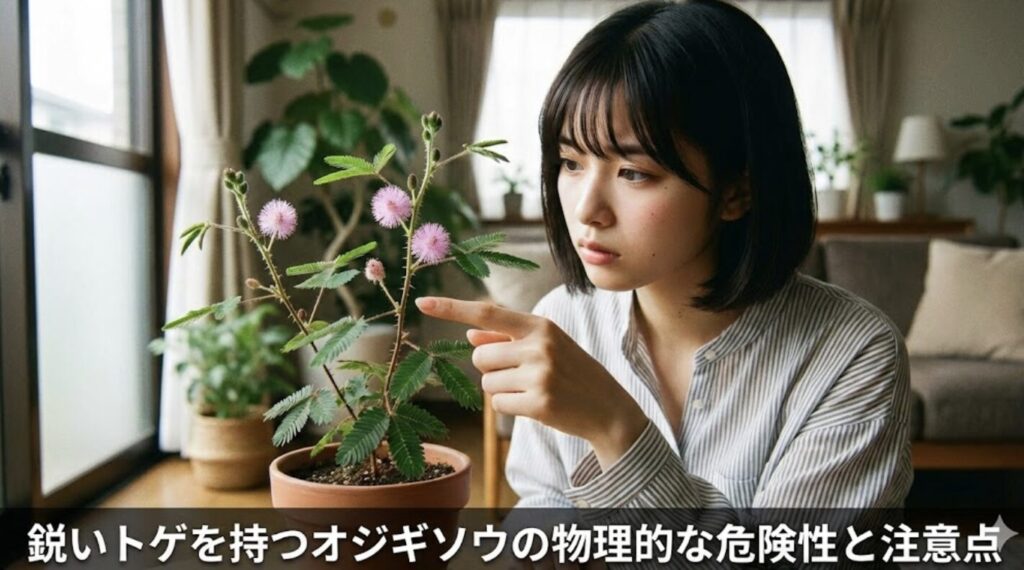 鋭いトゲを持つオジギソウの物理的な危険性と注意点