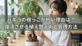 パキラの根っこが短い理由は？復活させる植え替え術と管理方法を徹底解説