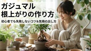 初心者必見！ガジュマルの根上がりの作り方と失敗を防ぐ土や剪定の基本