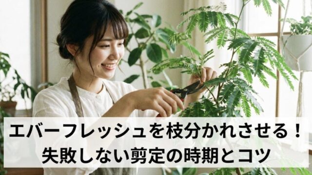 エバーフレッシュを枝分かれさせる剪定方法！失敗しない時期やカット位置