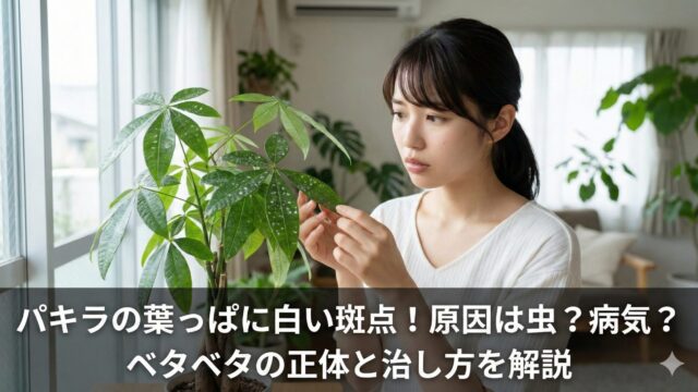 パキラの葉っぱに白い斑点が！原因は病気？ベタベタ汚れの治し方を解説