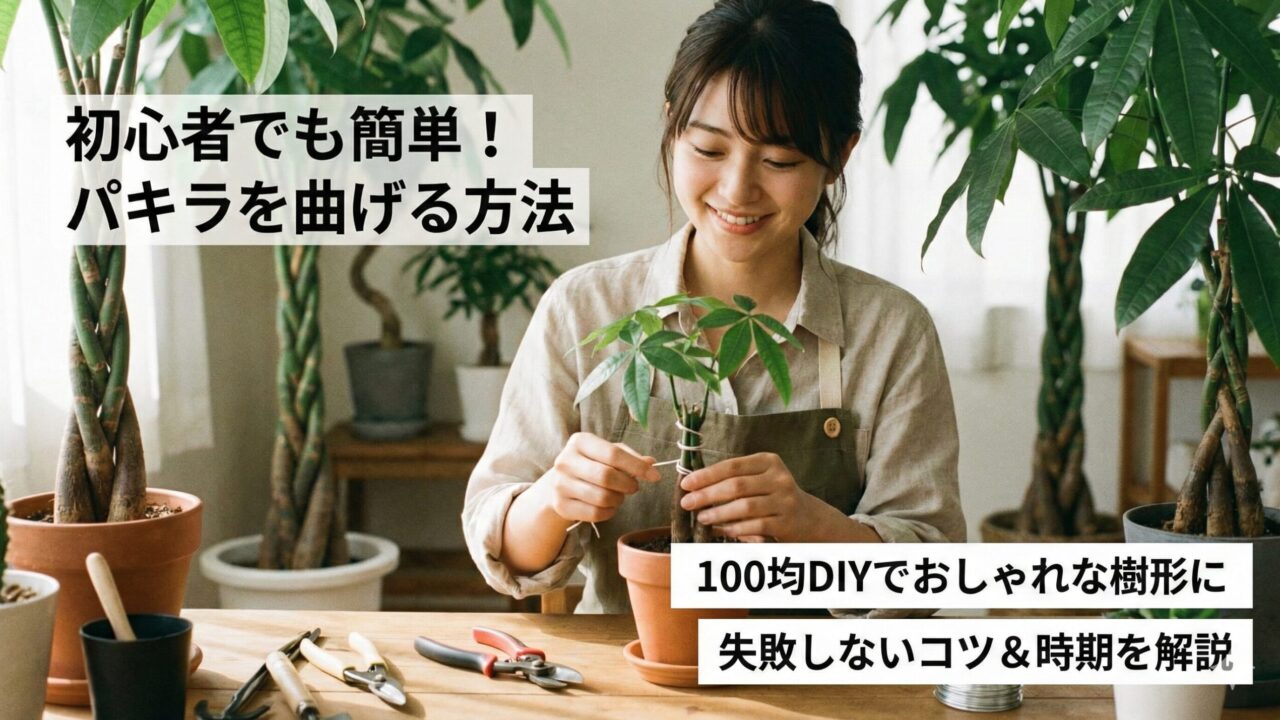 パキラを曲げるなら5月！初心者でも100均ワイヤーでおしゃれに自作