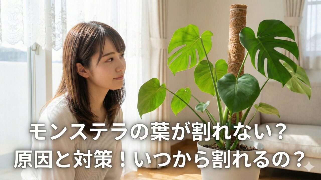 モンステラの葉っぱが割れないのは光不足？切れ込みを出す育て方と原因
