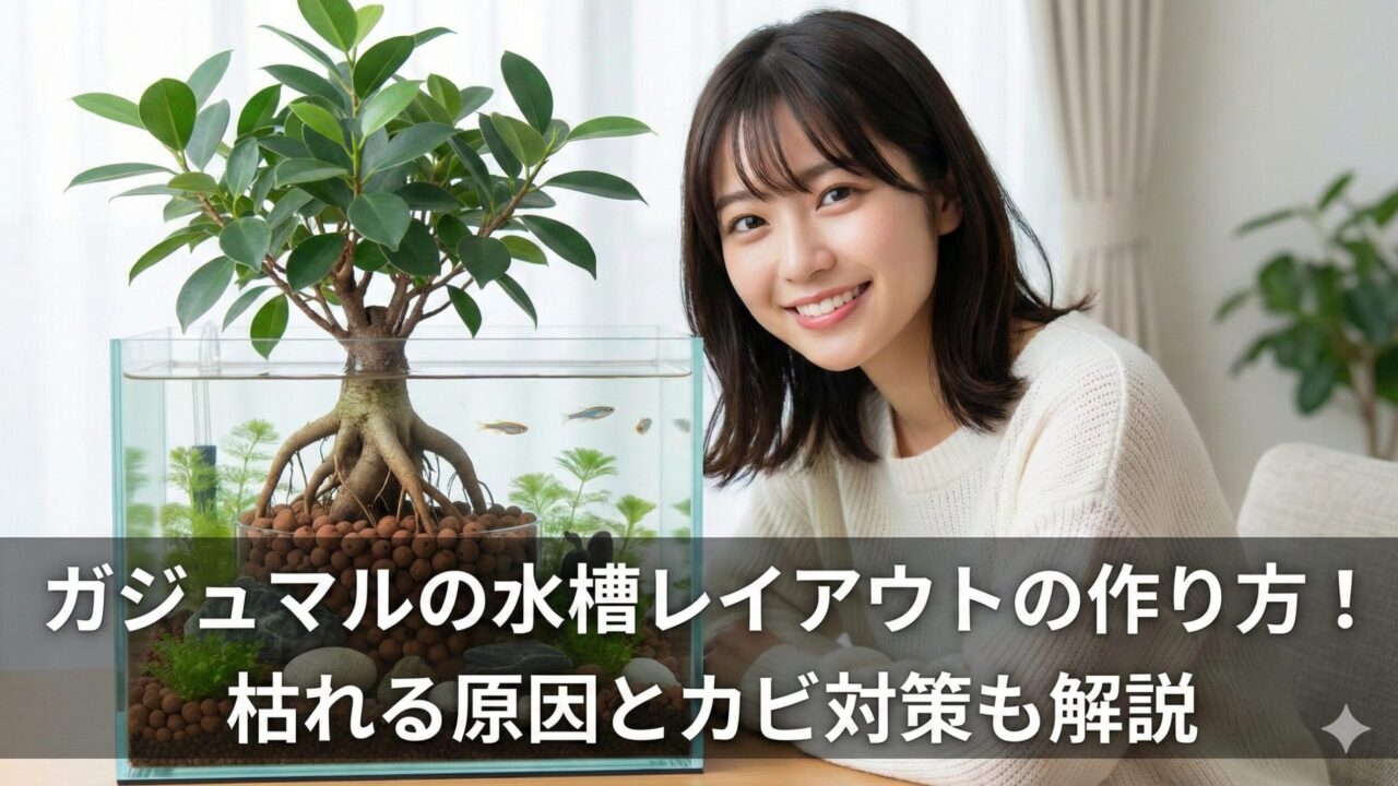 初心者も簡単ガジュマル水槽レイアウト！枯れる理由と100均で作る手順