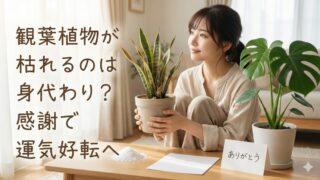 観葉植物が枯れるのは身代わり？不吉ではなく好転反応の前兆かもしれない