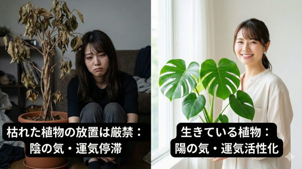 風水で見る枯れた植物の影響