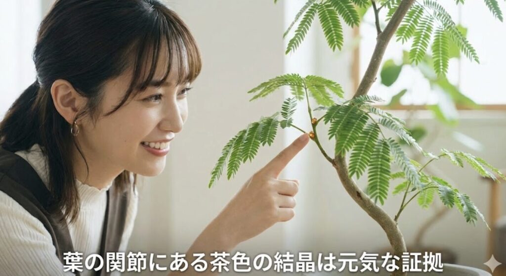 葉の関節にある茶色の結晶は元気な証拠