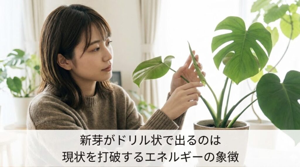 新芽がドリル状で出るのは現状を打破するエネルギーの象徴