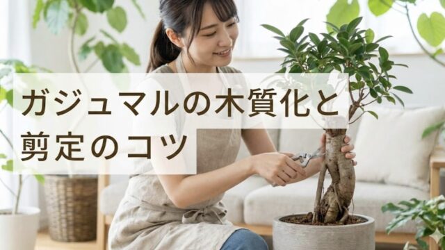 ガジュマルの木質化と剪定の悩みを解決！失敗しない時期や丸坊主のやり方