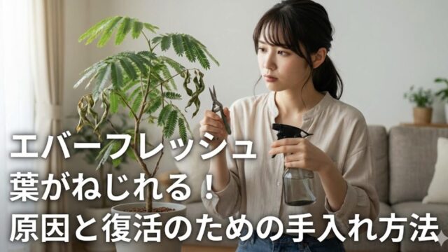 エバーフレッシュの葉がねじれるのはSOS！水やりと剪定で復活させる技